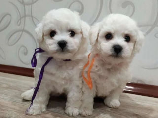 Bichon Frizze фото 0