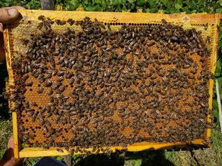 Vineri familii de albini mătcii fecundate și nefecundate la cel mai mic pret 100L rama.