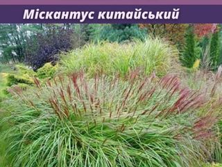 Мискантус китайский foto 2