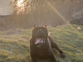 Cane Corso foto 9