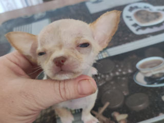 Чихуахуа Chihuahua Недорого foto 6