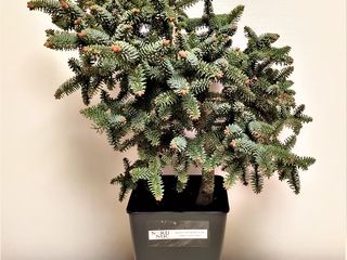 Пихта испанская (Abies pinsapo) foto 2