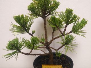 Сосна горная Карстен Винтерголд (Pinus mugo Carsten Wintergold) foto 1