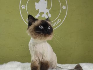 "Arlechino Grooming Studio". Буюканы. Стрижка кошек. foto 6