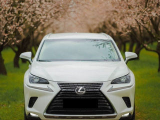 Lexus NX Series, 2019