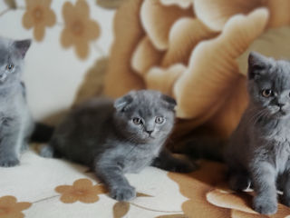 Шотландские котята Scottish fold foto 7