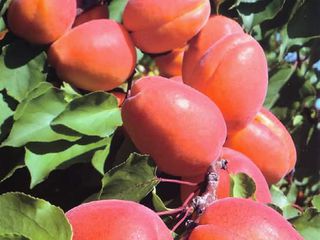 Pomi fructiferii, cais - Big red, Pin-kot  Farboli, Faralia, Sprin blush, Chiot foto 1
