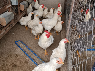 Vind ouă de găină rasa Plimutroc alb pentru incubare foto 7