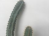 Cactusi de 15 ani, кактусы (им 15 лет) foto 7