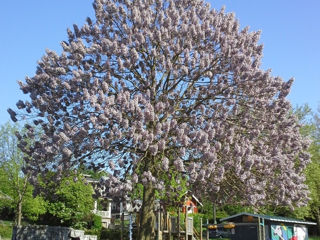 Se vand rasaduri de Paulownia Tomentosa! foto 3