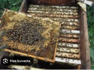 Продам пчелы с акациевым медом