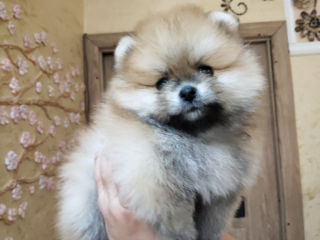 Шпиц (Pomeranian Spitz) foto 2