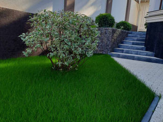 Semănarea gazon iarba curățenie in grădină,plantat tuie..tuns iarba,.Уборка территории,Aducem pământ