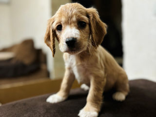 Câine de rasă , cocker spaniel foto 5