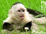 куплю  обезьяну капуцин foto 2