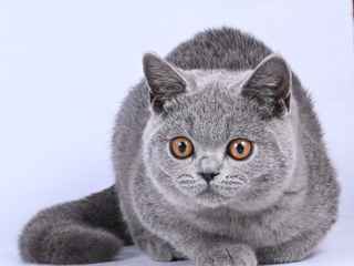 Pisoii British Shorthair