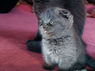 Scottish fold. Baet. Rasa curata. 2 luni.