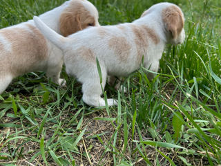 Împerechere beagle foto 10