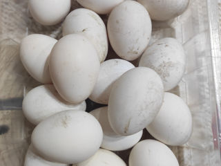 Ouă pentru incubare găinuși Paduana