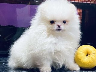 Spitz pomeranian