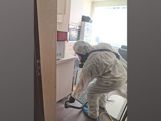 Servicii de dezinfecție gindaci de bucatarie(taracani), ploșnițe, purici, furnici  foto 0