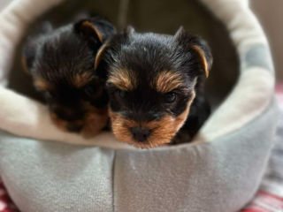 Yorkshire Terrier foto 4