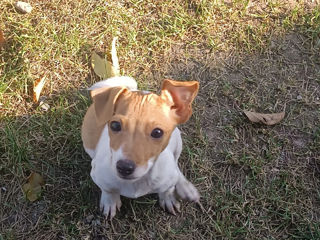 Jack Russell Terrier foto 6