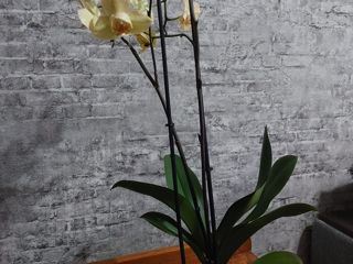 Продаются орхидеи