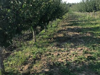 Vand livada de pruna in roada + teren arabil  Nisporeni foto 9