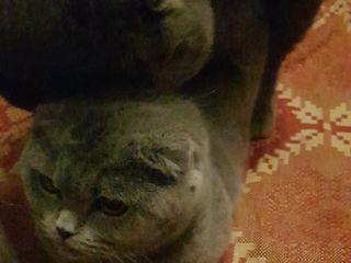 Motan British Shorthair Blue pentru montă foto 9