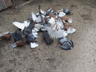 Продам голуби николаевские foto 4