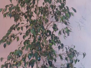 Vând ficus foto 2