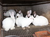 кролики  iepuri, мясо  carne 130 лей/кг foto 7