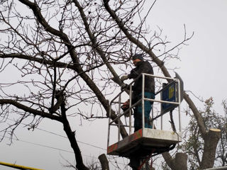 Defrisari - servicii profesionale! Curățare copaci! foto 12