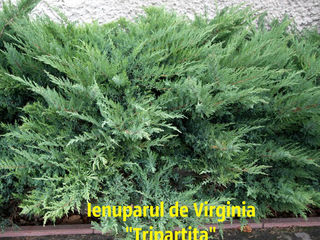 pepiniera. Plante decorative vesnic verzi si frunza cazatoare in com. Tohatin, mun. Chisinau. foto 3