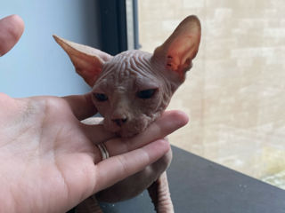 Кот Канадский Сфинкс / Motan Canadian Sphynx foto 2