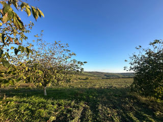 Vindem Teren Agricol cu Livadă 10ha+viță de vie 4ha+5ha  teren arabil. Țepoaia, comunaTigheci, Leova foto 9