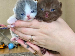 British Shorthair pedigree foto 4