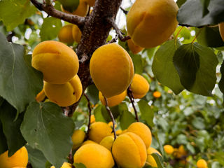 Abricoși Limoncă și Ananas