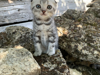 Видео в обьявлении .Шотландские котята фолд , окрас- "Черный мрамор на серебре" foto 3