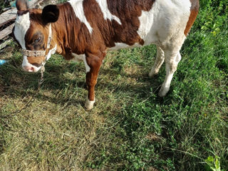 Vind vițica de doua luni jumate vine din vaca buna foto 4