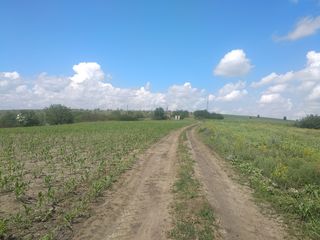 5.18 гектаров в  Крузешты,Под строительство. foto 2