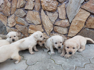 Vindem cățeluși Labrador! foto 7