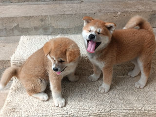 Akita  foto 2