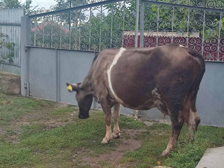 Vind vaca se afla in Soroca sat.Rublenita foto 2