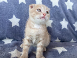 Scottish Fold foto 1