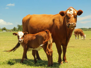 Primim la carne si crestere ! cai vaci buhai junci vitei закупаю коров быков телят! transport gratis foto 1