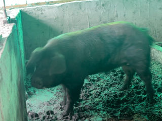 Porci foto 4