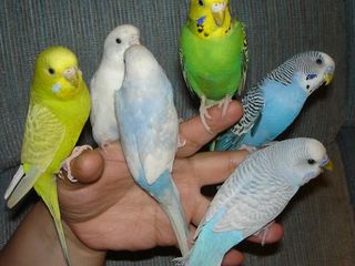 Молодые волнистые попугайчики foto 1