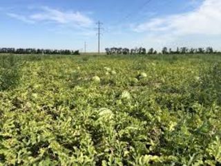 Seminte de HARBUZ ,pepene verde SHANY F1,  Livram in toata Moldova / consultaii agronomice foto 3